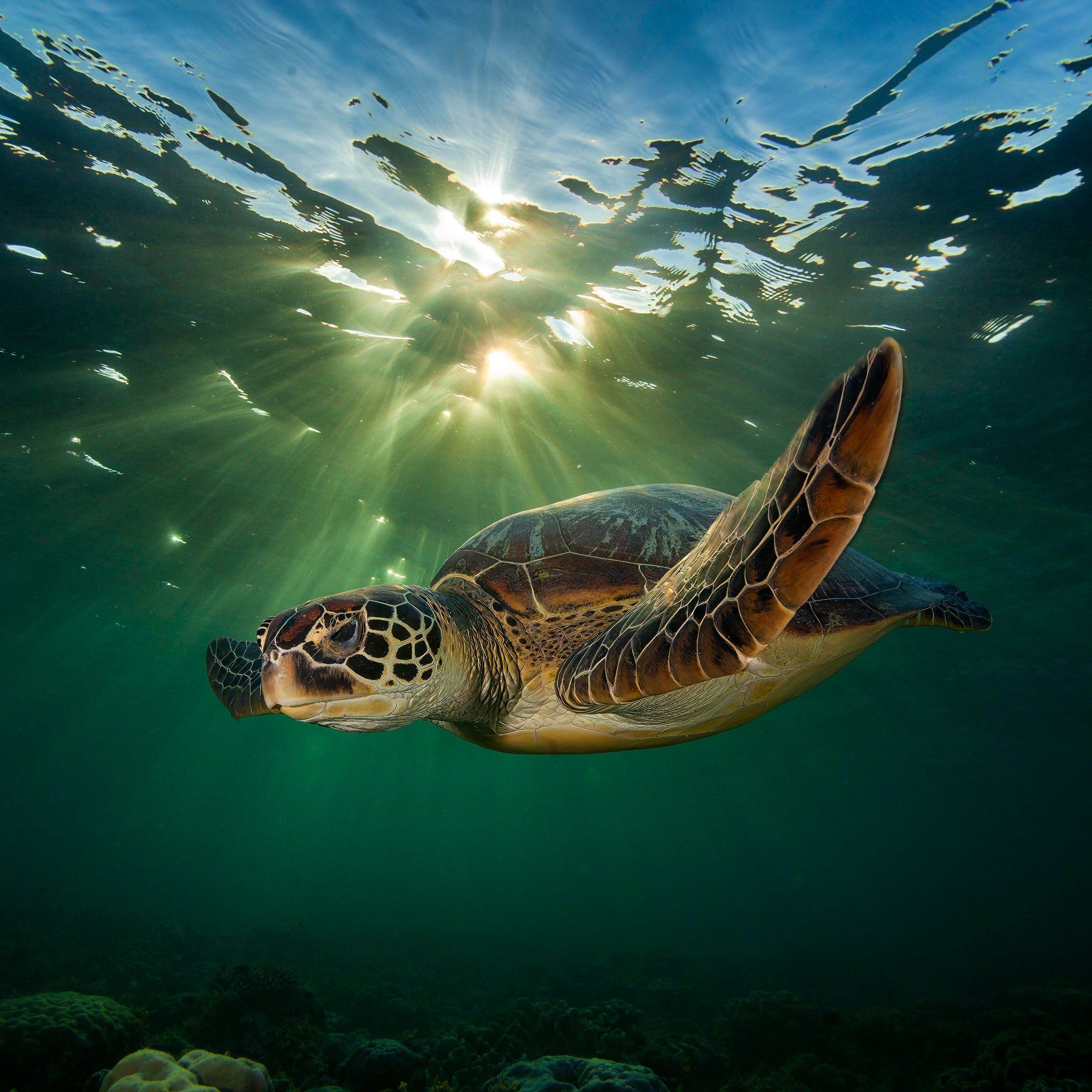 Green Turtle in a Golden Sunset