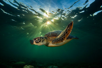 Green Turtle in a Golden Sunset